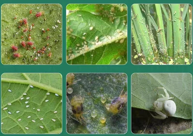 abamectin pest control